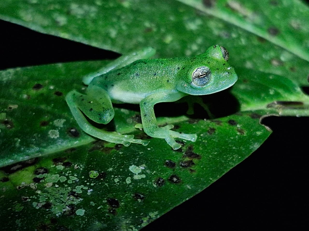 Green frog